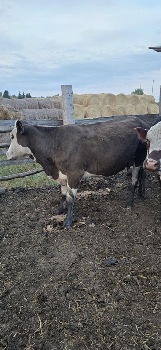 Продам корову на подсосе