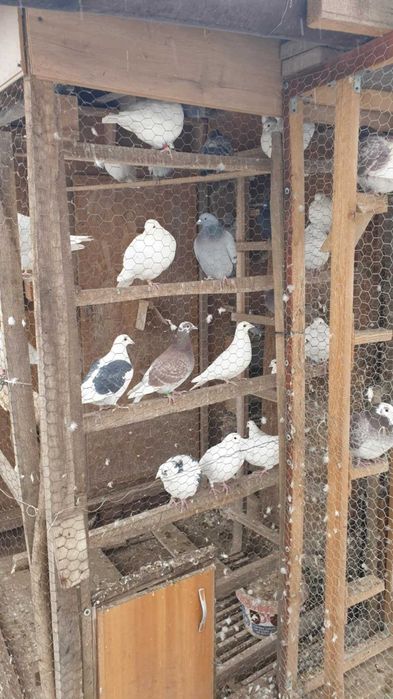 Ocazie! Vand porumbei voiajori albi si de concurs, deparazitati!