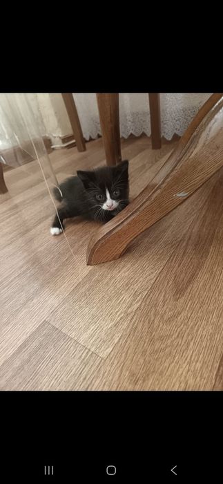 Срочно отдам в добрые руки