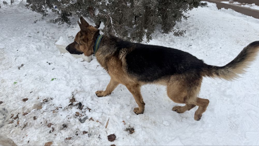 Найдена собака Овчарка