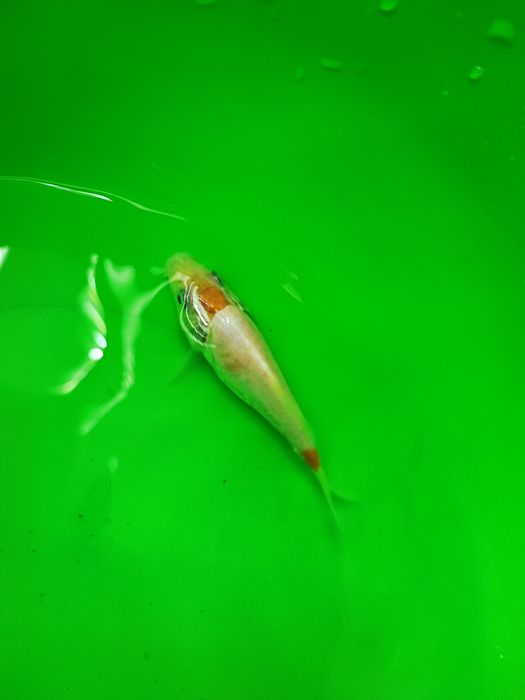 Crap koi pești ornamentali iaz coi carași