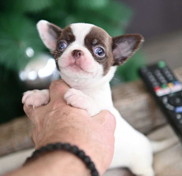 Женско мини чихуахуа бяло шоколадово