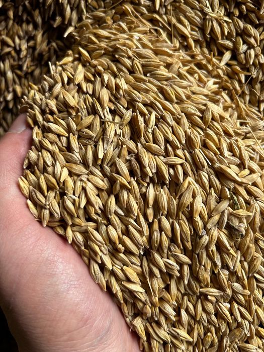 Ячмень в городе оптом Арпа в мешках 40кг