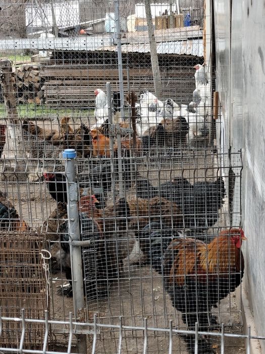 Vând păsări Brahma