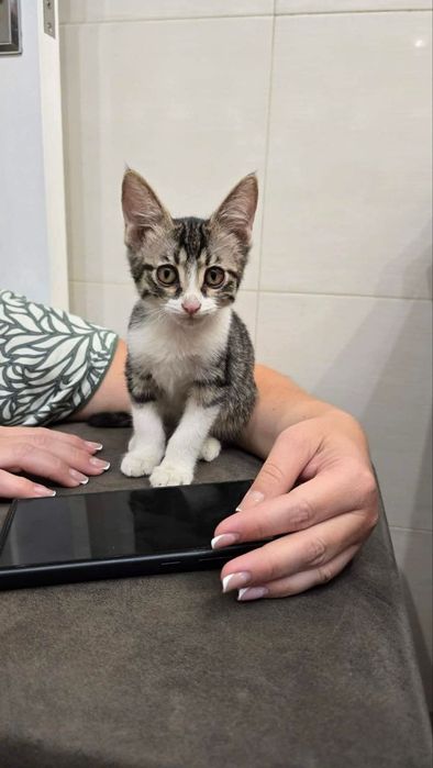 Котёнок даром в добрые руки