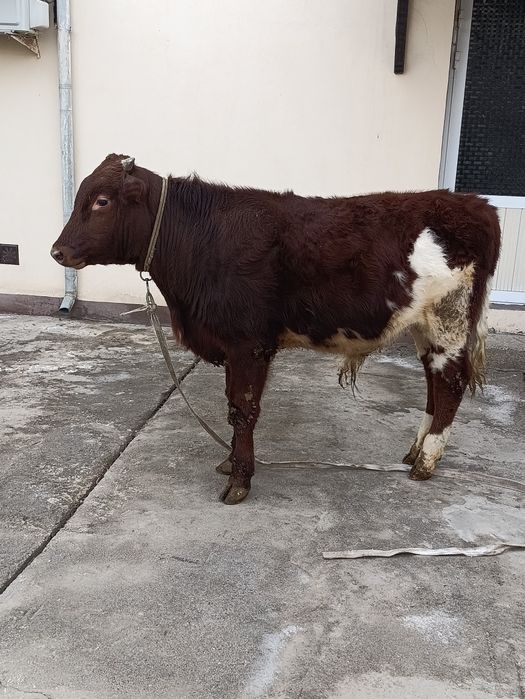 Yosh Buqa sotiladi .