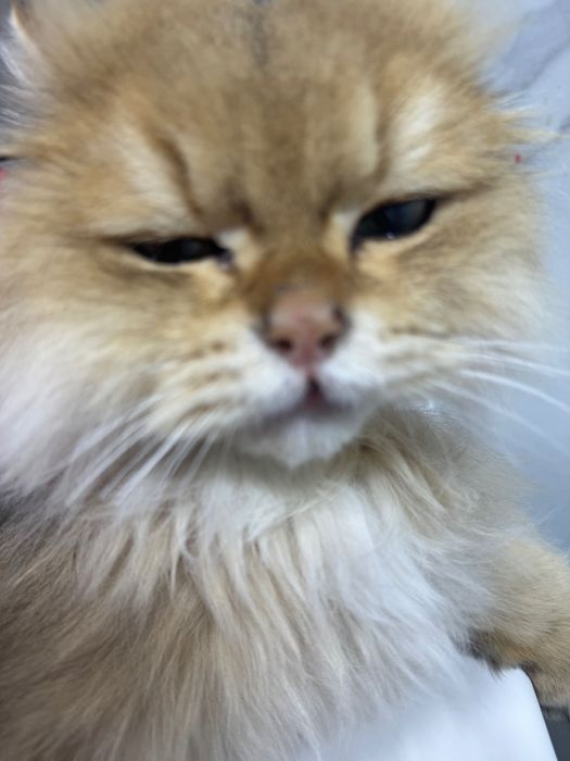 Шиншилла 1 годик