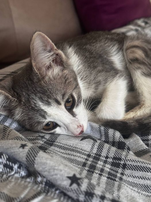 котенок отдам бесплатно