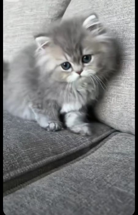 Котята персидские