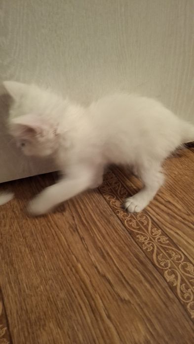 Бала мысық. Бала мысық