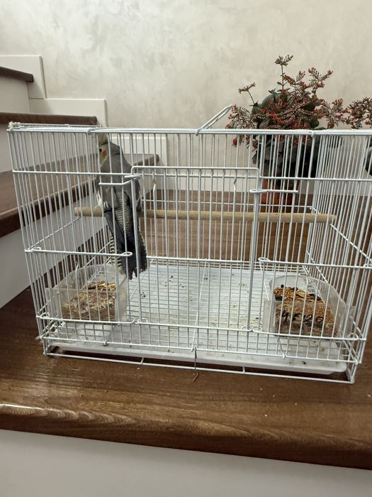 Продается попугай карилла