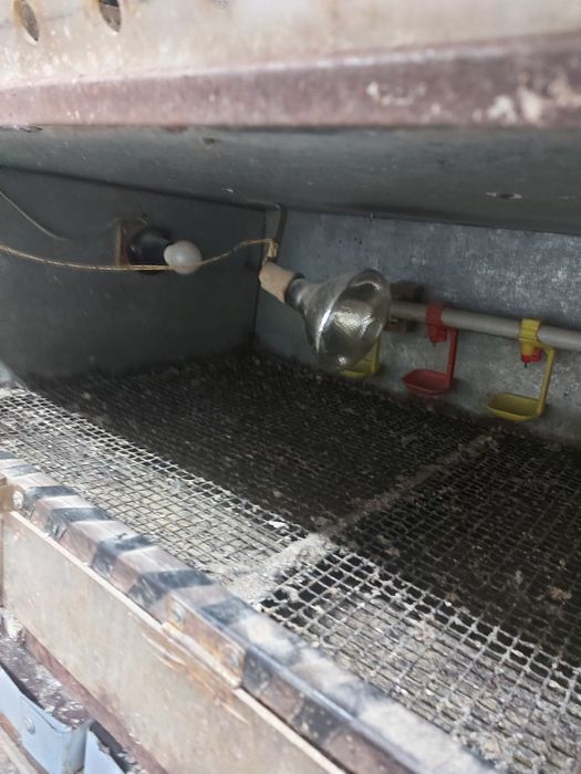 Брудер для цыплят