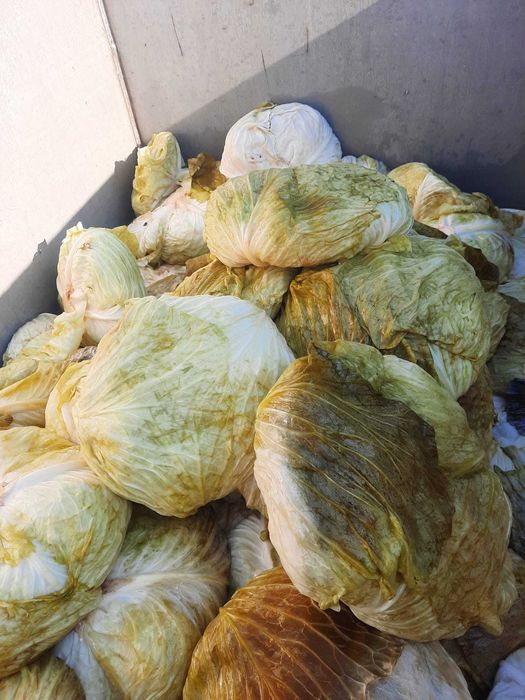 Varză Murată cu Foaie Subțire