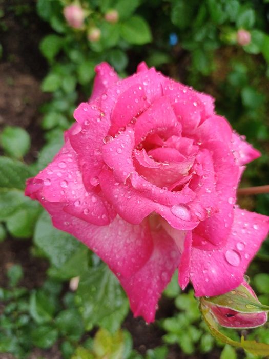 Розы для Вашего сада