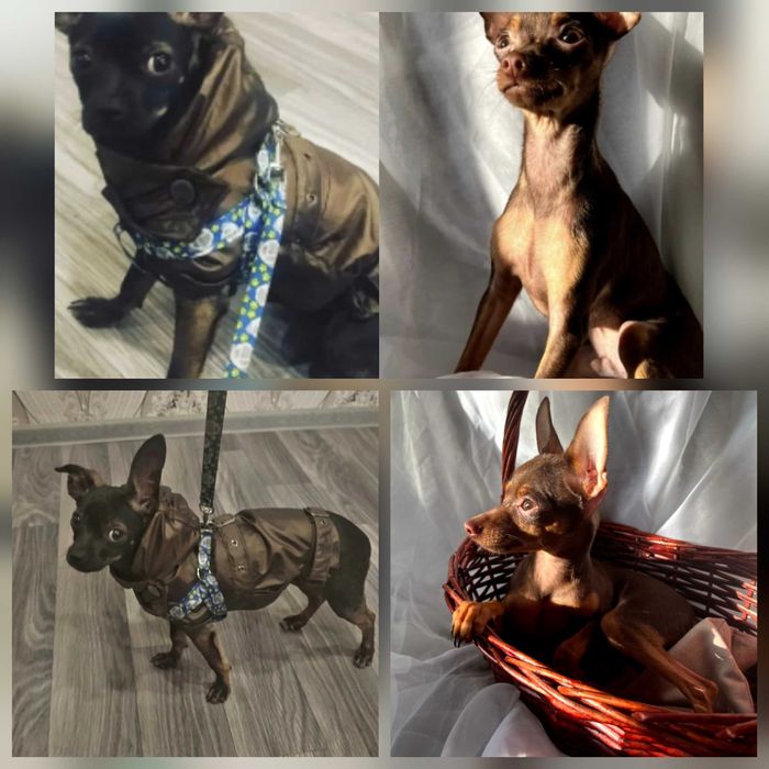 Бронь на щенков русский той терьер