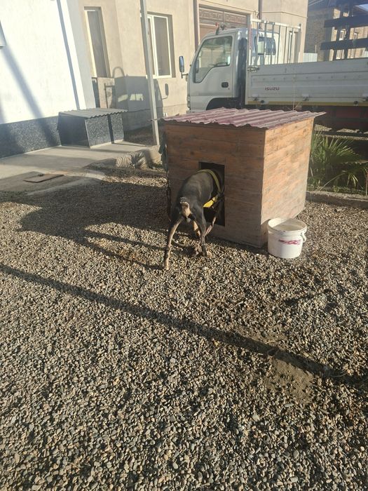 Doberman kuchuk uychasi bilan sotiladi