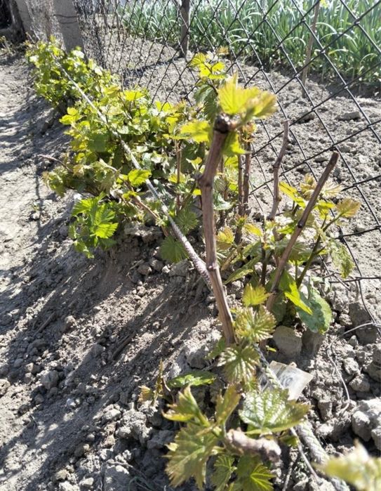Продам саженцы винограда