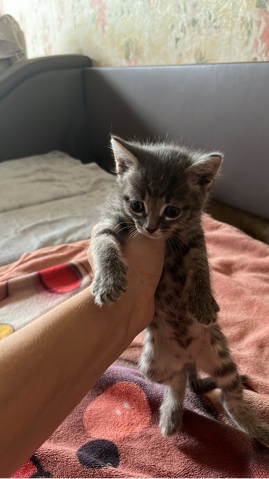 Отдам котят даром