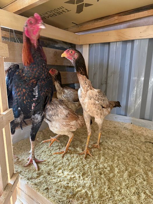 Куры даканы продам