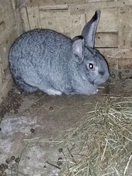 Кролики самка 8000 т