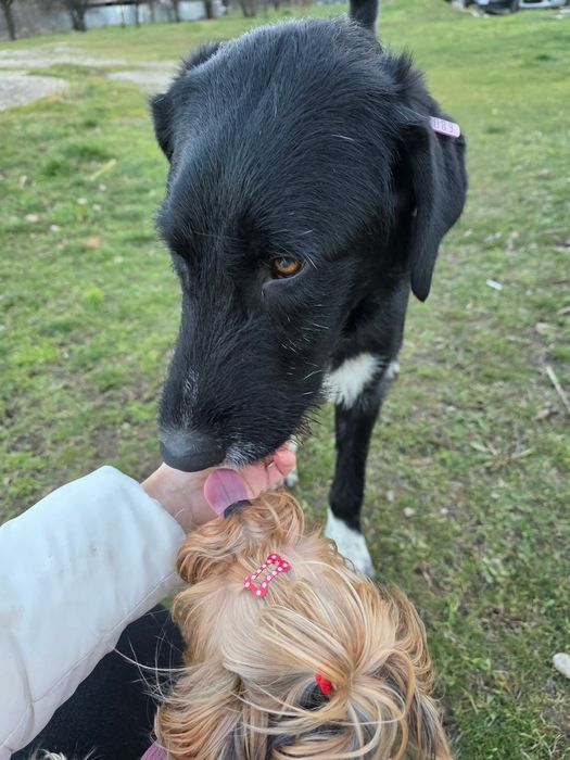 Търсим дом за Блеки