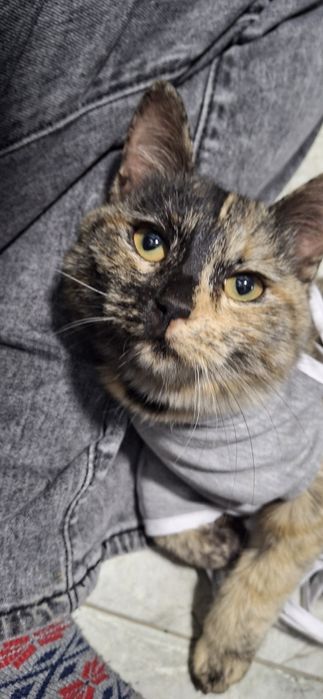 Кошки черепаховый окрас Флоси и Зара 2 самки