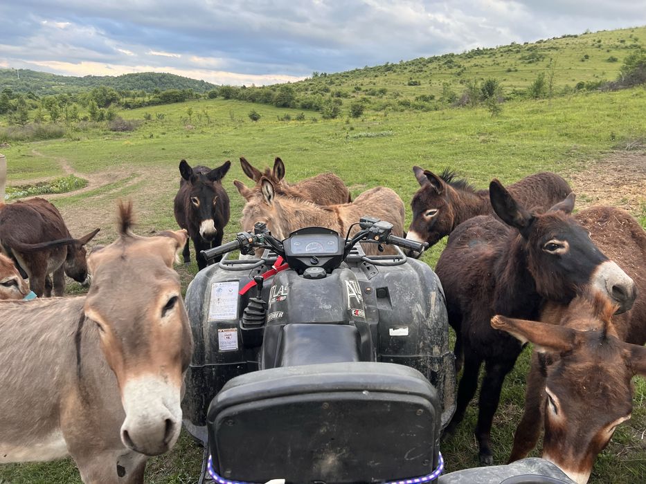 40 măgari masculi – întrețin 40–80 ha fără utilaje (cost minim)