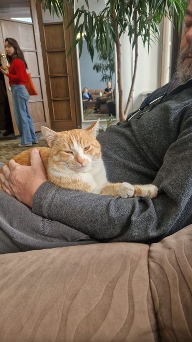 Найден домашний котик.