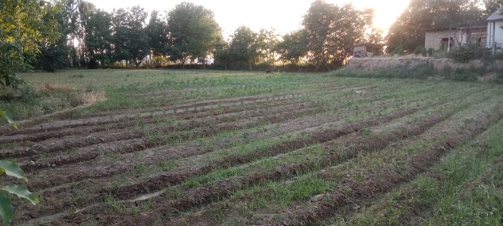 Quruq er 24 soʻtik sotiladi