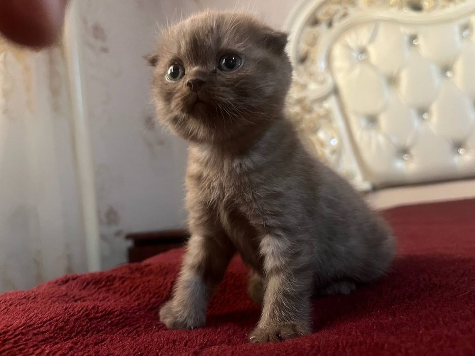 Котята вислоухие скоттиш фолд и скоттиш страйк
