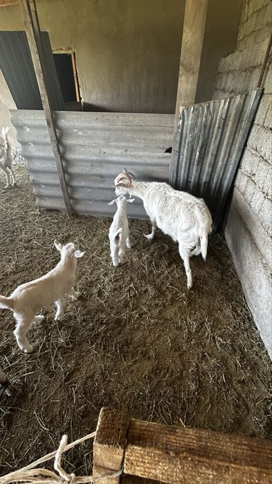 Орыс ешкі сатылады