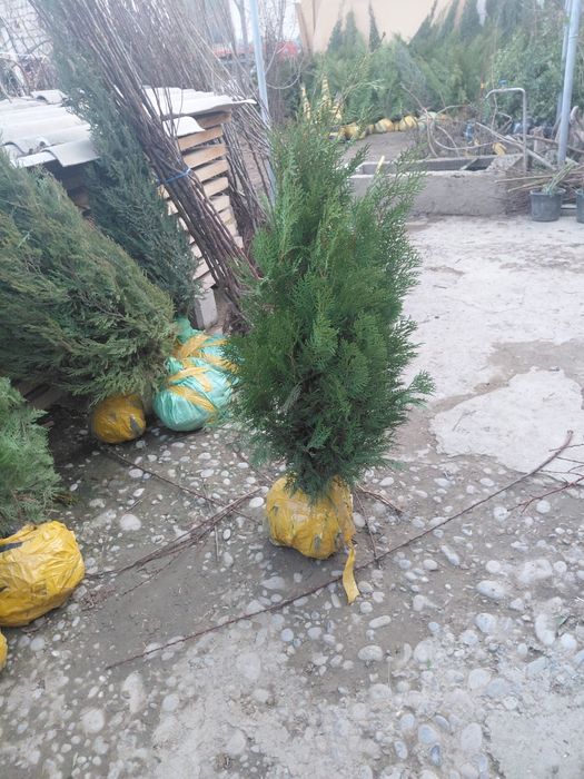 Саженцы Продаются Кошеттер оптом и в розницу