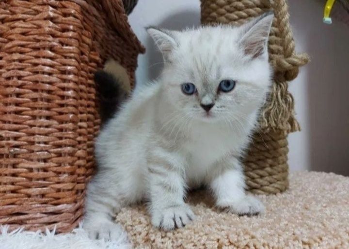 Шотланские котята