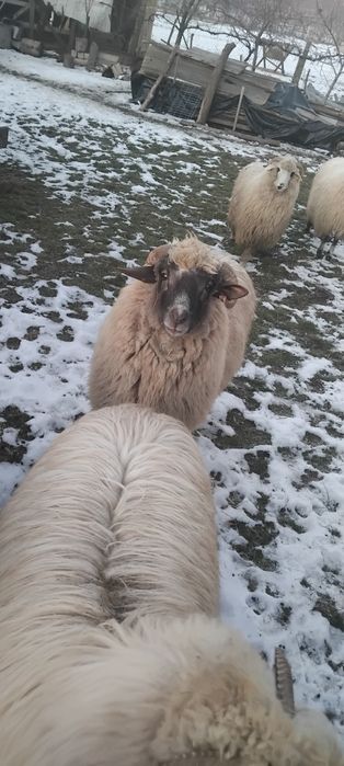 Vând 5 oi țurcane
