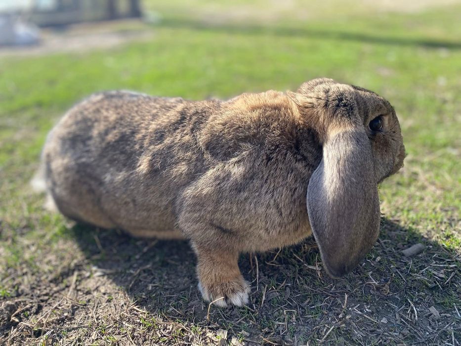 Berbec german,femele