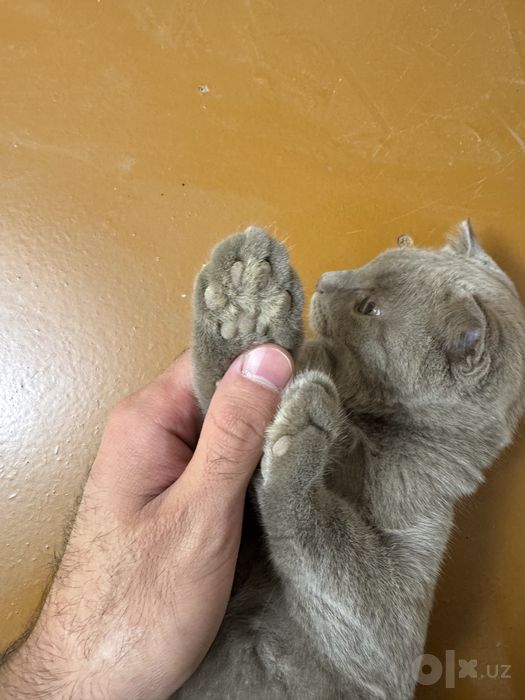 Scottish fold mushigi