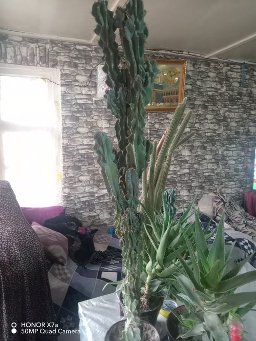 40 летние кактусы продаю