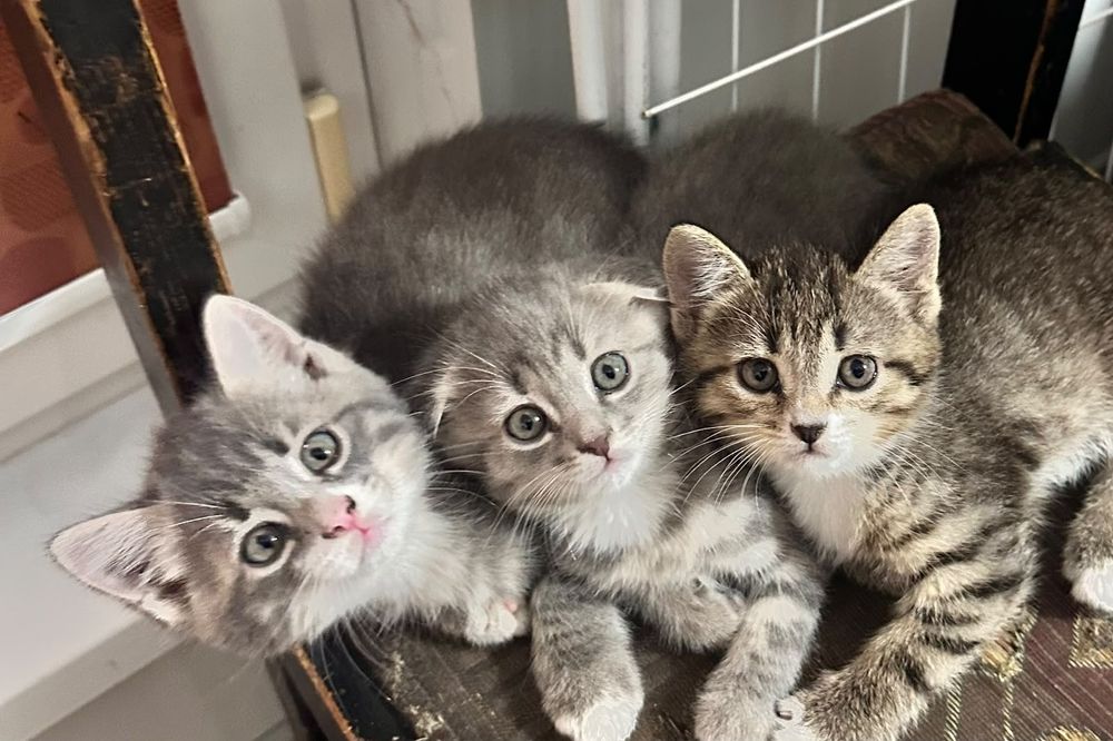 Маленькие три котёнка