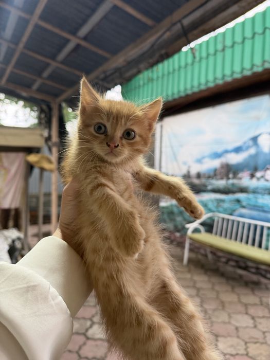 Отдам милых котят