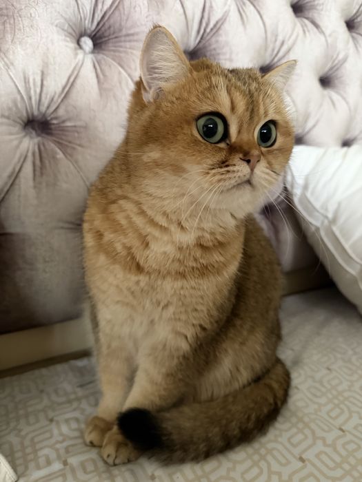 Отдам кошечку в самые добрые руки