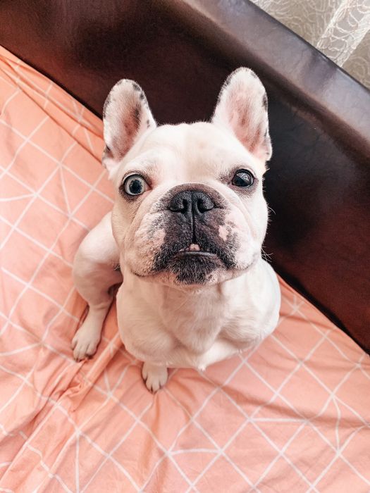 Французский бульдог ВЯЗКА