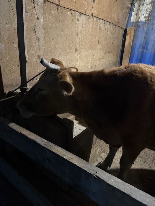 Дойная корова с теленком