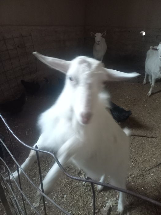 Зенен эчки болалари сотилади.