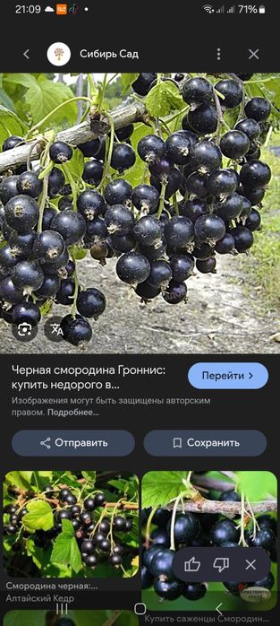 Продам домашнии саженцы