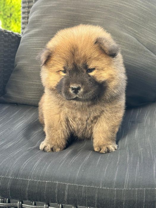 Chow Chow femela