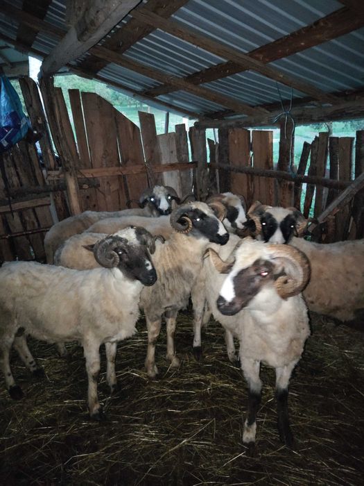 Disponibili 5 berbeci