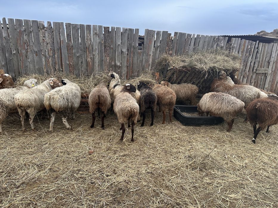 Продам кошкарчиков