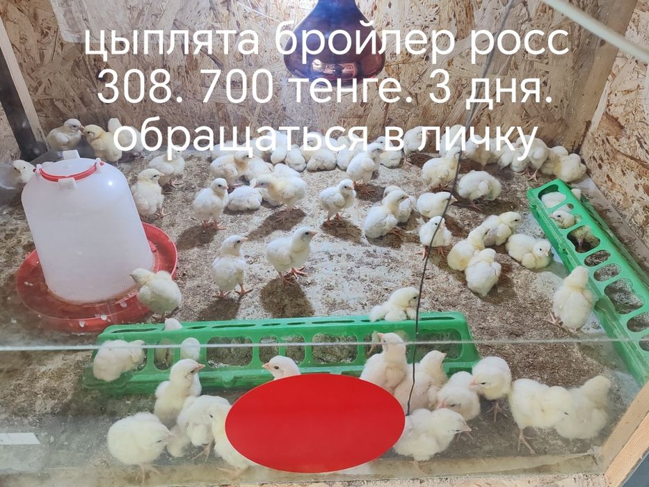 Продаются бройлеры и несушки