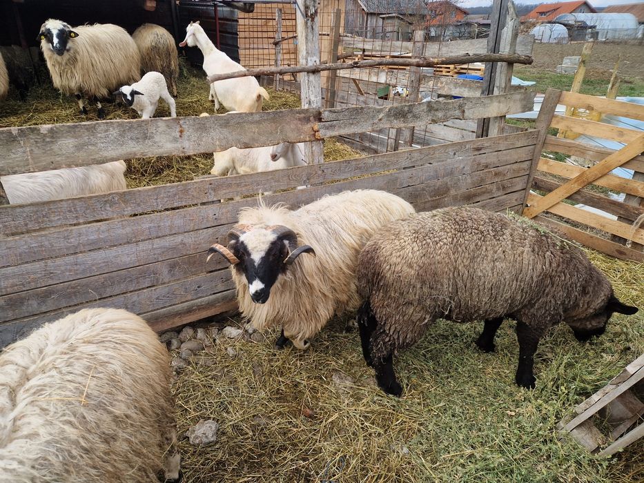 Berbeci Miori Breji si oi breze de Hațeg