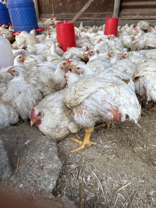Куры домашние бройлеры